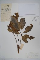 藏品(鵝掌柴、江某、鴨腳樹)的圖片