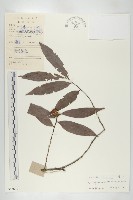 藏品(軟毛柿)的圖片