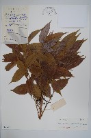 藏品(野漆、木臘樹)的圖片