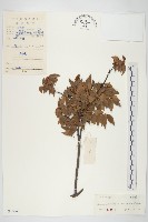 藏品(紅葉藤)的圖片