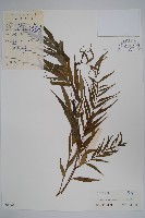 藏品(石蘿藦)的圖片