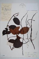 藏品(帘子藤)的圖片