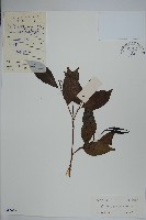 藏品(藍樹)的圖片