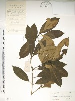 藏品(大葉木犀)的圖片