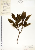 藏品(灰莉)的圖片