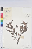 藏品(鐮葉越橘)的圖片