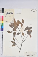 藏品(米飯花)的圖片