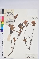 藏品(唐杜鵑、大屯杜鵑、中原氏杜鵑)的圖片