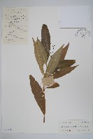 藏品(蘿芙木)的圖片