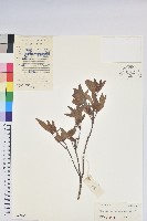 藏品(海南杜鵑)的圖片