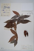 藏品(尖山橙)的圖片