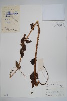 藏品(長刺蔥木)的圖片