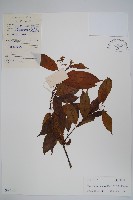 藏品(杜仲藤)的圖片