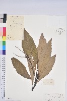 藏品(黧蒴栲)的圖片