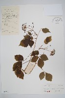 藏品(三葉五加、三加皮)的圖片