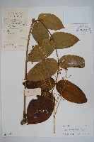 藏品(頭序蔥木)的圖片