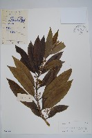 藏品(毛葉鏈珠藤)的圖片