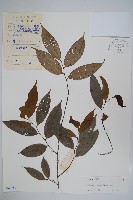 藏品(野獨活)的圖片