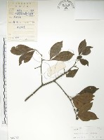 藏品(飛龍掌血)的圖片