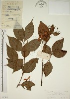 藏品(猿尾藤)的圖片