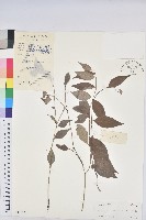 藏品(尾葉雀舌木)的圖片