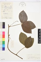 藏品(鈍齒鐵線蓮)的圖片