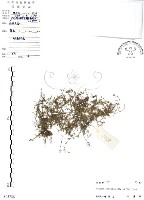 藏品(瓜槌草、漆姑草)的圖片