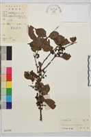 藏品(薄葉鼠李)的圖片