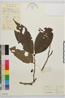 藏品(山鼠李)的圖片