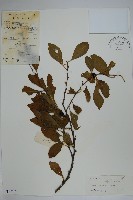 藏品(鼠李冬青、滿樹星)的圖片