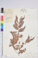 藏品(滇白珠)的圖片