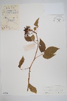 藏品(三葉五加、三加皮)的圖片