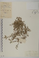 藏品(石胡荽、吐金草)的圖片
