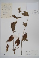 藏品(土牛膝)的圖片