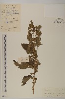 藏品(煙管草)的圖片