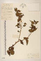 藏品(小舌菊、蔓綿菜)的圖片