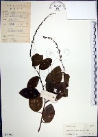 藏品(大葉山螞蝗)的圖片