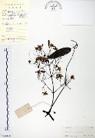 藏品(柱果鐵線蓮)的圖片