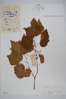 藏品(八角楓)的圖片