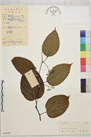 藏品(拐棗、枳椇)的圖片