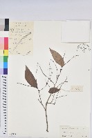 藏品(山地五月茶)的圖片