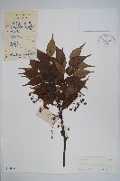 藏品(野漆、木臘樹)的圖片