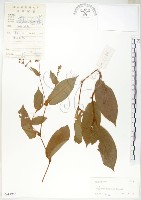 藏品(火炭母草、清飯藤)的圖片