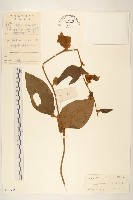 藏品(毒根斑鳩菊)的圖片