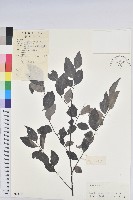 藏品(黑面神)的圖片