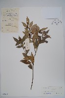 藏品(野扇花)的圖片