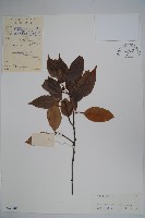 藏品(香冬青)的圖片