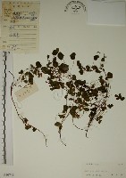 藏品(酢漿草)的圖片