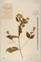 藏品(華澤蘭)的圖片