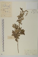 藏品(黃花蒿)的圖片